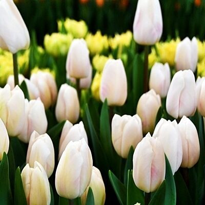 Tulpe triumfa BARCELONA BLANCA 10 gab BENEX